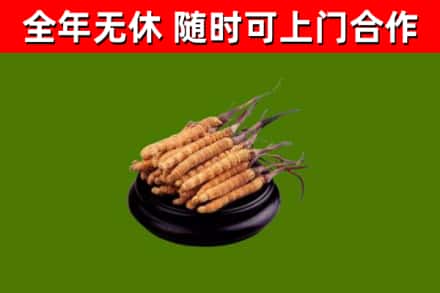 张家界市回收散虫草